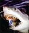 cybershark's Avatar