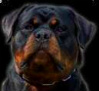 Rottweiler*CRO*'s Avatar